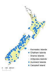 Hymenophyllum villosum distribution map based on databased records at AK, CHR, OTA and WELT. 
 Image: K. Boardman © Landcare Research 2016 CC BY 3.0 NZ